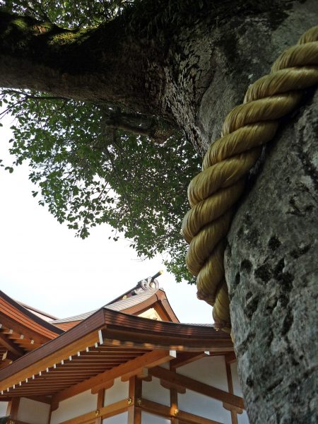 神木と社殿