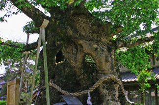 祝木神社のケヤキ