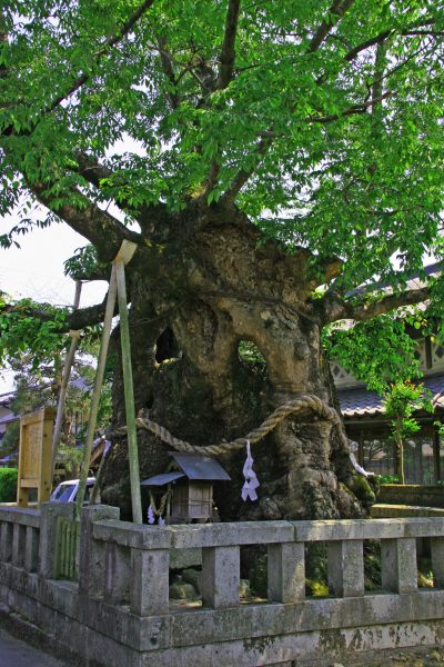 祝木神社のケヤキ