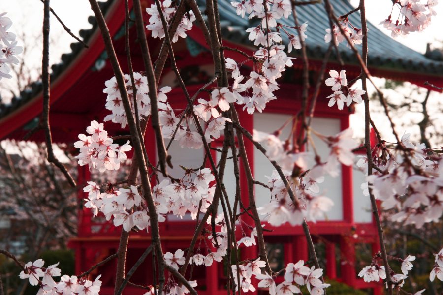 垂れ桜と宇賀神社