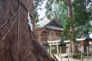 吉川八幡宮の檜