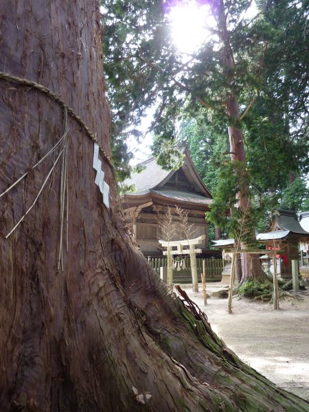 吉川八幡宮の檜