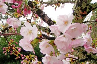 見明戸八幡桜