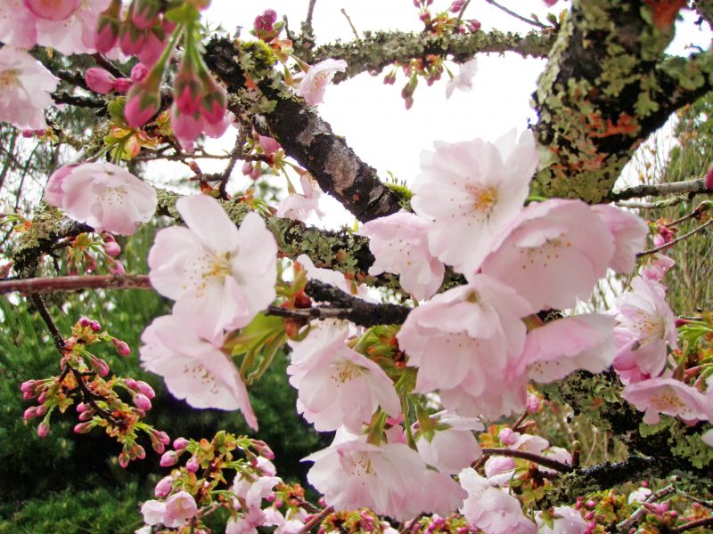 見明戸八幡桜