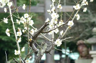 梅と鳥居