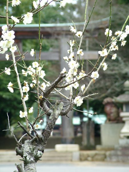 梅と鳥居