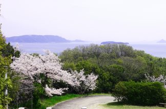 桜と瀬戸内海