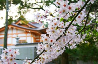 鶴崎神社の桜