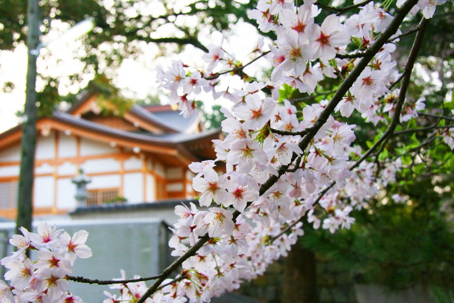 鶴崎神社の桜
