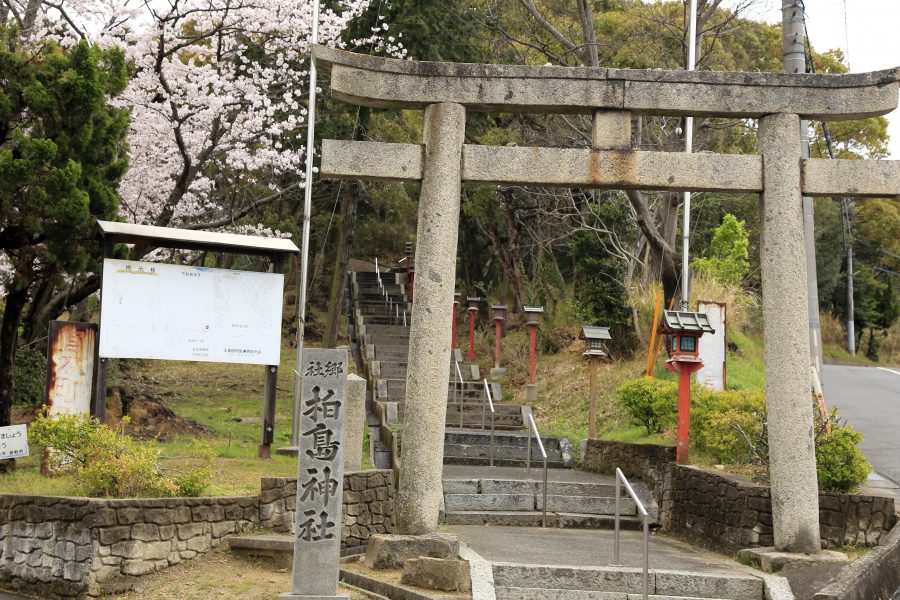 鳥居と桜