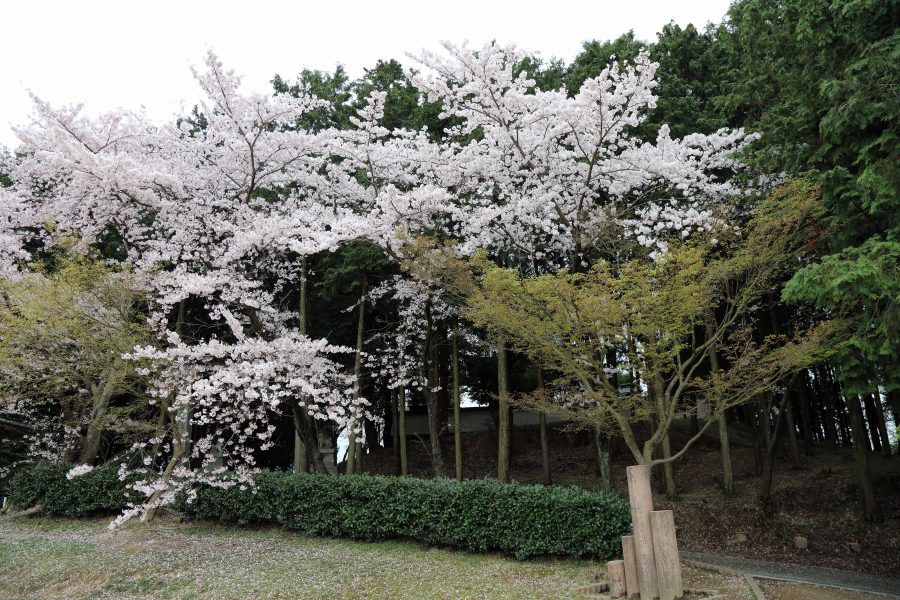 境内の桜