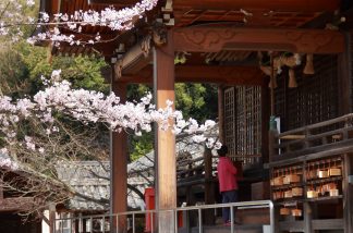 桜と社殿