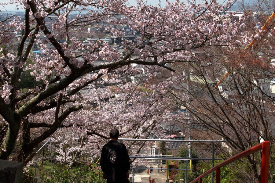 境内の桜