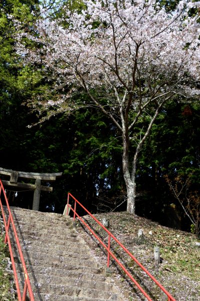 参道の桜