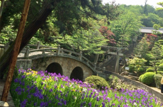 眼鏡橋とカキツバタ