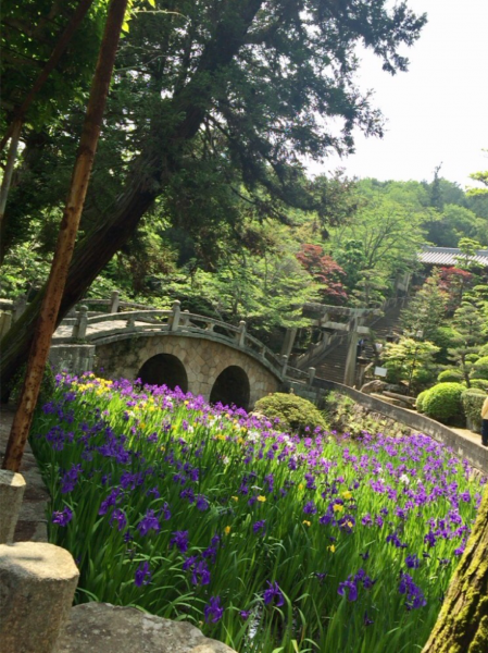 眼鏡橋とカキツバタ