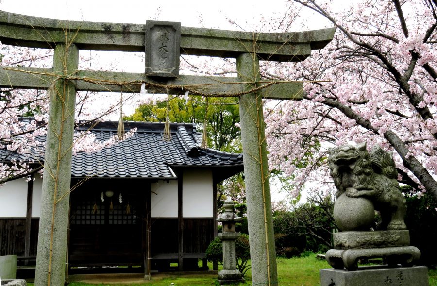 桜咲く境内