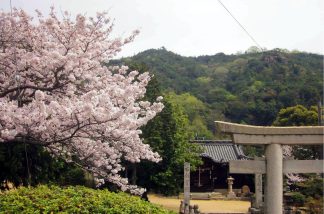 七神社の桜