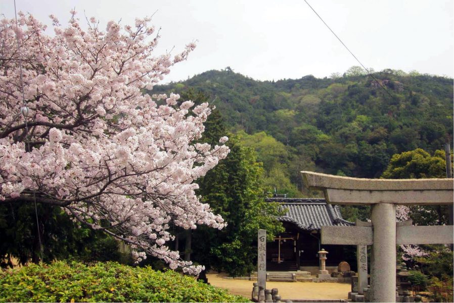 七神社の桜