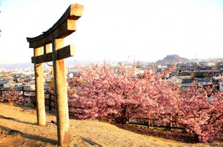 鳥居と彼岸桜