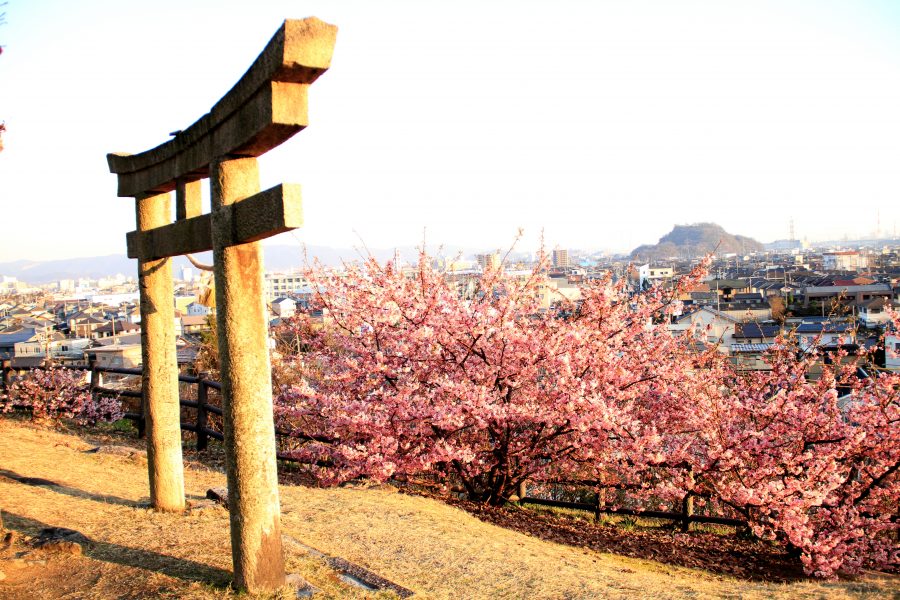 鳥居と彼岸桜