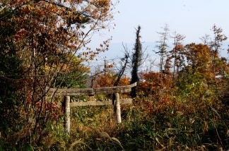 麻佐岐神社の鳥居