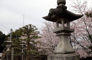 境内の桜