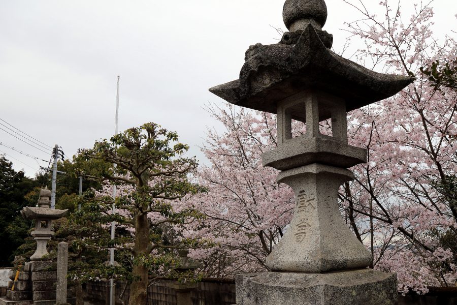 境内の桜