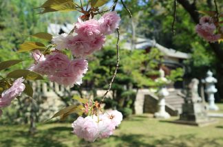 八重桜と社殿