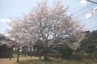 桜