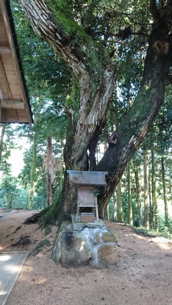 大洗神社の大樹と境内神社