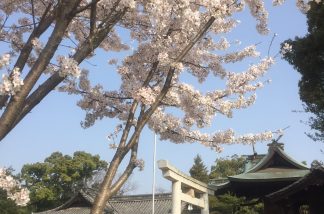 長尾神社の桜１