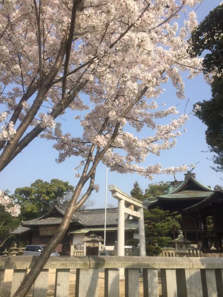 長尾神社の桜１