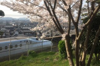 長尾神社の桜２