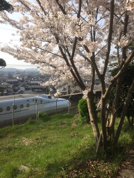 長尾神社の桜２