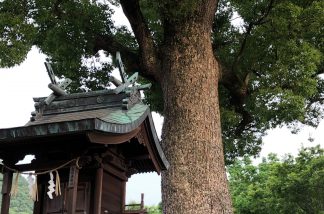 境内神社と楠の大木