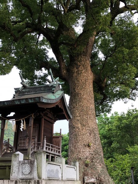 境内神社と楠の大木