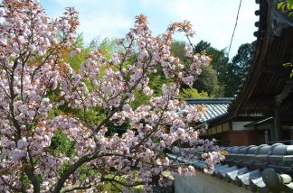 素盞嗚神社の春１