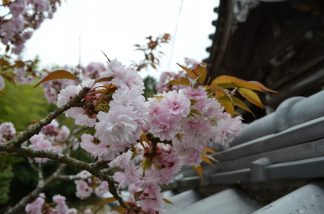 素盞嗚神社の春２